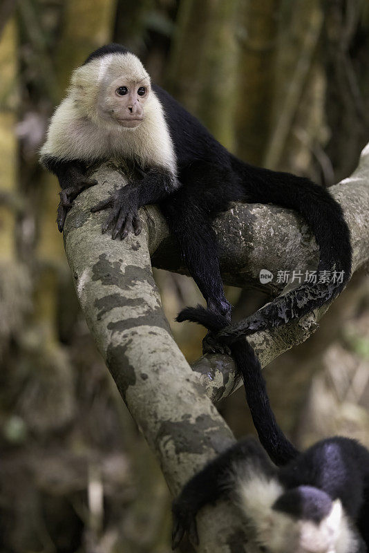 搞笑的白脸卷尾猴/白头卷尾猴(Cebus模仿者)在一个分支上，位于哥斯达黎加奥萨半岛科尔科瓦多国家公园附近的Sierpe河上